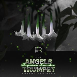 Download Sample pack Angels Trumpet (Analog Lab Bank)