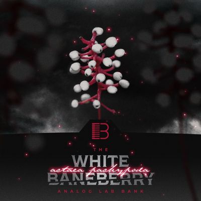 Download Sample pack White Baneberry - Analog Labs V Bank