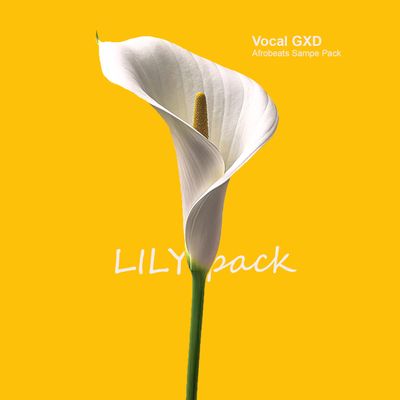 Download Sample pack LILY: Afrobeats Sample Pack